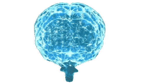 Brain Image